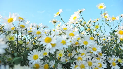 Hà Nội đẹp ngỡ ngàng những ngày cúc họa mi " xuống phố "