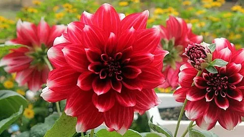 Những loài hoa giúp xua tan lạnh giá cho ban công trong mùa đông