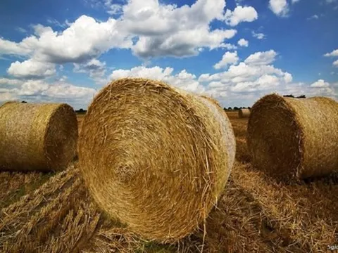 Rơm khô nguồn cung khan hiếm, giá đẩy lên cao