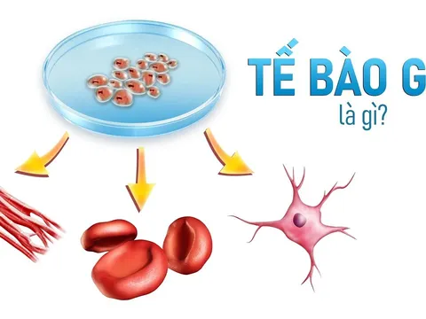 Tìm hiểu tế bào gốc là gì và ứng dụng của tế bào gốc trong y học