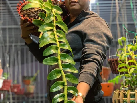 ​​​​​​Nghệ nhân Nguyễn Đăng Ghin (Phú Xuyên - Hà Nội) chia sẻ về lợi ích của thú chơi hoa lan