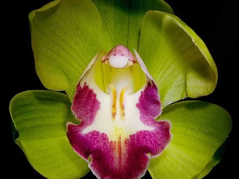 Top 5 loài hoa lan đắt nhất thế giới, có cây giá bằng cả căn biệt thự