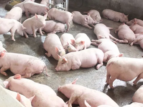 Giá lợn hơi hôm nay 13/10: Tiếp tục giảm mạnh, miền Bắc đồng loạt về dưới mốc 70.000 đồng/kg