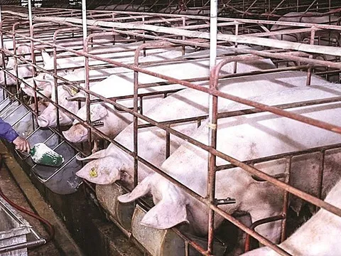 Giá lợn hơi hôm nay 14/10: Tiếp tục giảm sâu