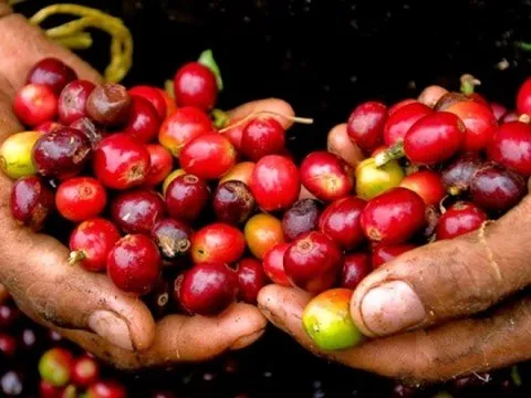 Giá cà phê hôm nay 19/10: Giữ nguyên giá so với cuối tuần trước