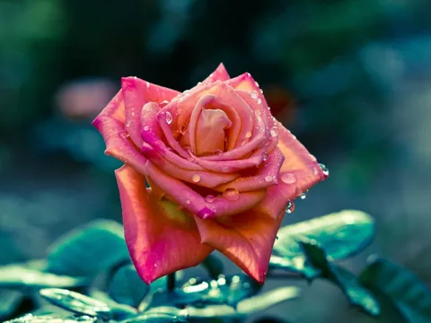 Lời chúc ngày 20/10 hay nhất dành tặng những người phụ nữ thân yêu