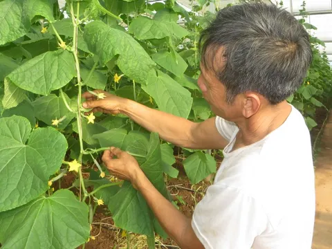 TRang trại ở Phú Thọ làm ra sản phẩm OCOP