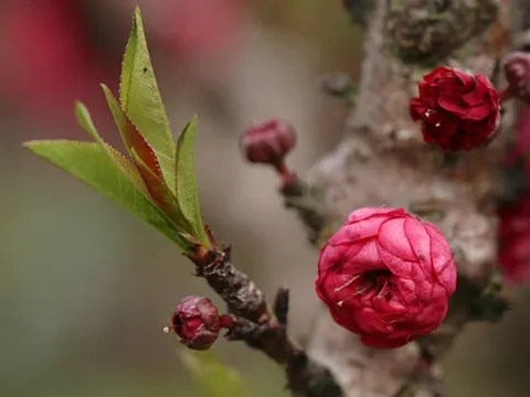 Đặt đào, mai, quất ở đâu trong nhà để mang nhiều may mắn?