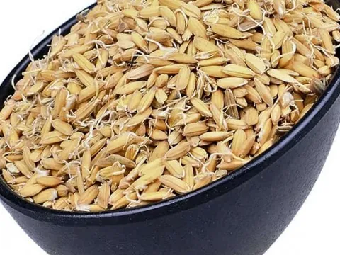 Cốc nha - vị thuốc kiện tỳ, dưỡng vị