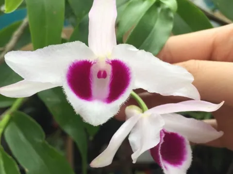 Hoa lan phi điệp lá mít – Những thông tin cần biết liên quan đến hoa lan phi điệp lá mít