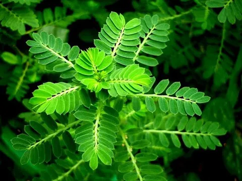 Bài thuốc trị bệnh dễ mắc sau ngập nước