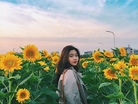 Vườn hướng dương nở rộ ở Hải Dương