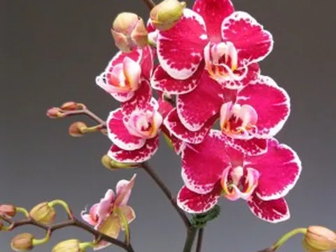 Nguồn gốc lan hồ điệp