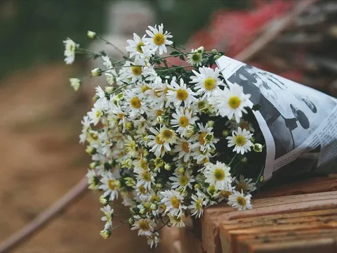 Đông về, mùa cúc họa mi gói trọn những nhớ thương