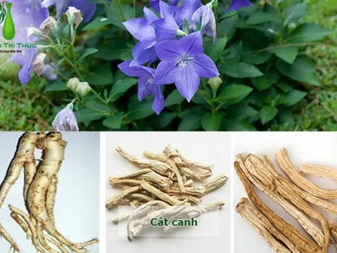 Bài thuốc trị viêm họng mùa lạnh