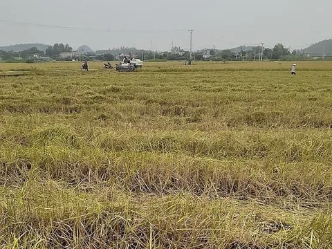 Giá lúa gạo hôm nay ngày 4/11: Giá gạo biến động trái chiều