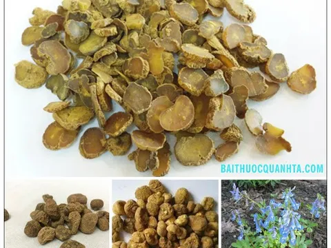 Chứng đởm nhiệt và thuốc trị