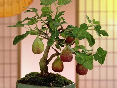 Trang trí sân vườn nhà đẹp với cây bonsai mini