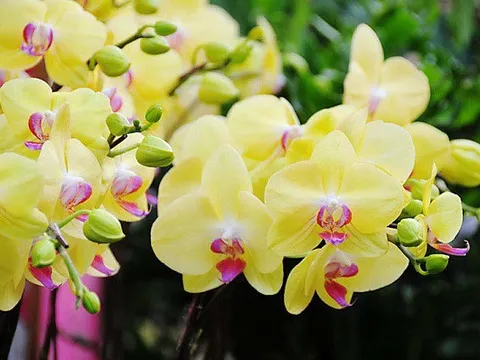 Hoa phong lan: Loài hoa của vẻ đẹp quý tộc