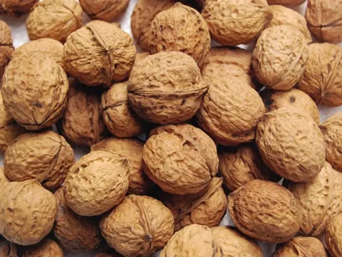 Hồ đào nhục trị đau lưng