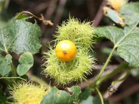 Bài thuốc chữa mất ngủ từ cây lạc tiên