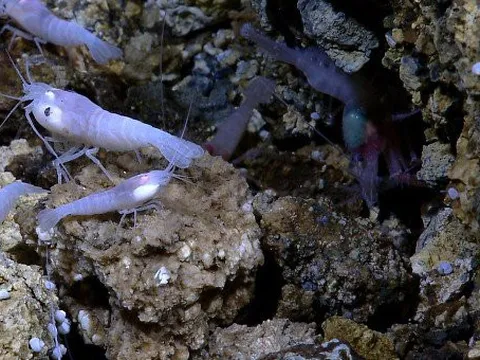 Loài tôm có thể sống trong nước nóng 450 độ C