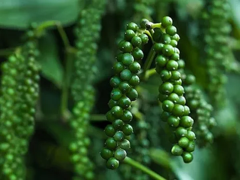 Giá tiêu hôm nay 17/11: Đông Nam Bộ giảm nhẹ, Tây Nguyên vẫn giữ ở mức cao