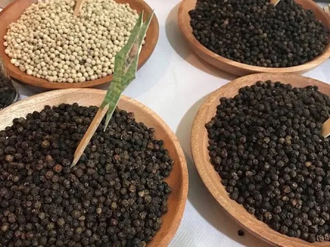 Giá tiêu hôm nay 18/11: Cao nhất 57.500 đồng/kg, tiêu xuất khẩu tăng cao