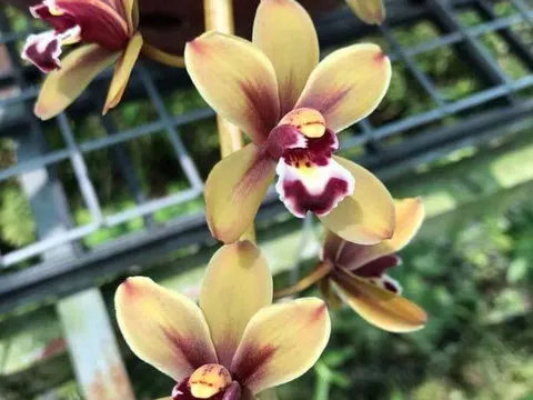 Phong lan Kiếm lá cứng Việt Nam và những điều cần biết