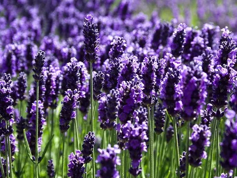 Chiết xuất từ hoa oải hương giúp chống oxy hóa hiệu quả