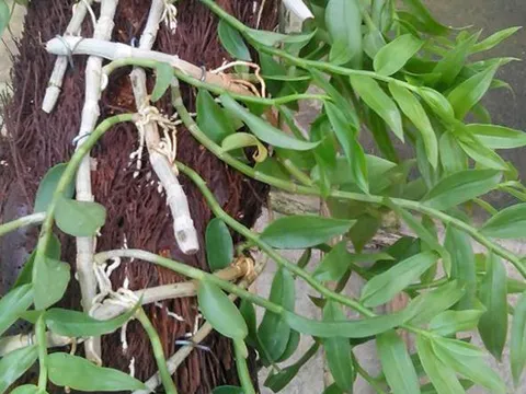 Phương pháp nuôi cấy giả hành