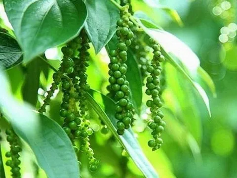 Giá tiêu hôm nay 23/11: Đi ngang, chờ lực tăng những tháng cuối năm