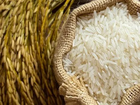 Giá lúa gạo hôm nay ngày 24/11: Giá lúa gạo bất ngờ quay đầu giảm