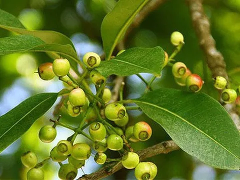 Nước vối vừa là nước giải khát vừa là thuốc chữa bệnh!