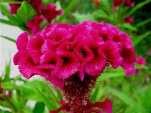 Kỹ thuật trồng và chăm sóc cây hoa mào gà đón tết