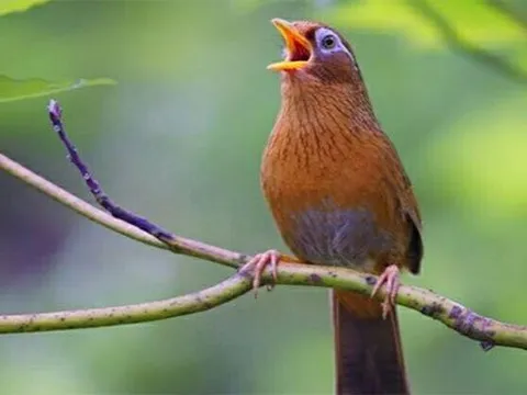 Chim họa mi nguồn gốc và đặc điểm