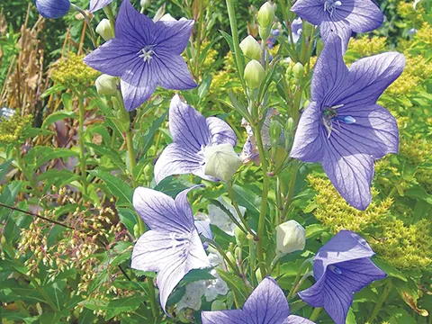 Dược liệu hóa đờm trong y học cổ truyền