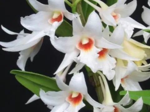 5 loài hoa lan rừng hiếm có tên trong sách đỏ Việt Nam