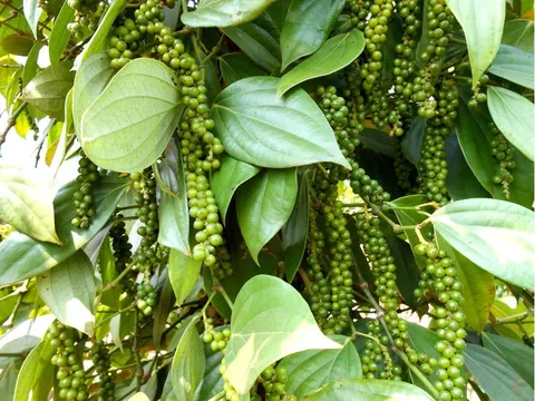 Giá tiêu hôm nay 3/12: Tây Nguyên tiếp tục tăng 09:33 | 03/12/2020