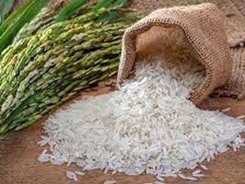 Giá lúa gạo hôm nay ngày 5/12: Đồng loạt tăng tại nhiều địa phương