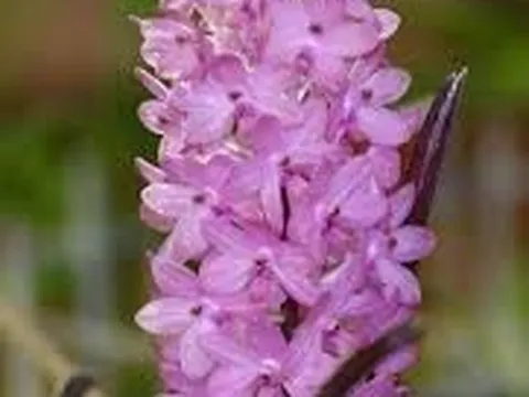 Chăm sóc lan hoàng yến tím