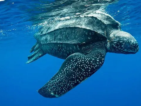 Phát hiện tổ trứng loài rùa lớn nhất thế giới