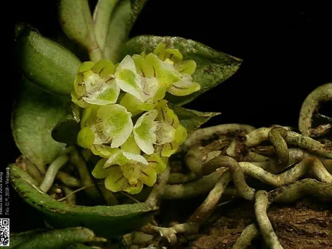 Phát hiện 2 loài hoa lan mới, đẹp lạ