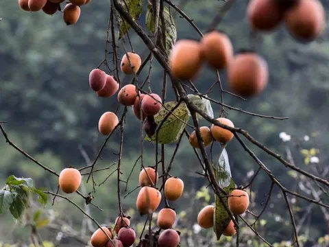 Mùa hồng chín ở Mộc Châu đẹp ngất ngây dưới ống kính của nữ bác sĩ