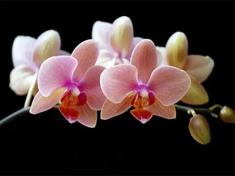 Cách trồng các loại giống Hồ điệp - Phalaenopsis