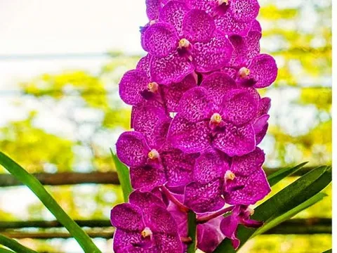 Kinh nghiệm trồng hoa lan Vanda