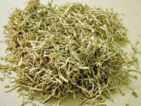 Kim ngân hoa – vị thuốc quý trong Đông y