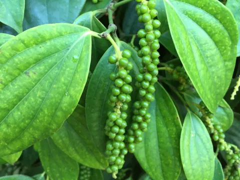 Giá tiêu hôm nay 12/12: Giữ ổn định mức 55.500-57.500 đồng/kg