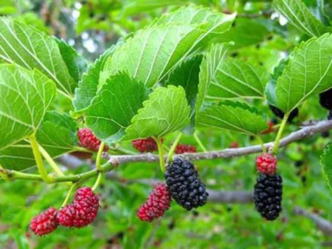 Lá dâu - vị thuốc hay