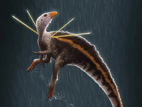 Loài khủng long có gai mọc tua tủa trên vai, thích nhảy múa